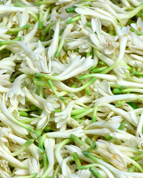 After Midnight Incense Sticks - Tuberose - House of Amayra - 12 Sticks