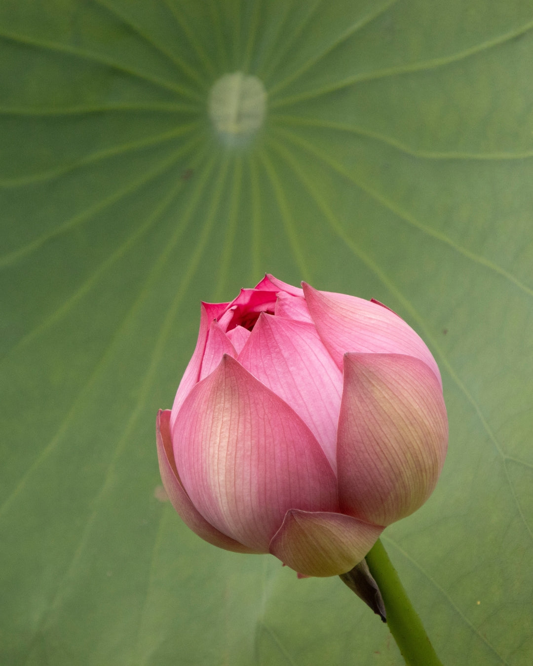 The Blooming Lotus Incense Sticks - Lotus & Nagchampa - House of Amayra - 12 Sticks