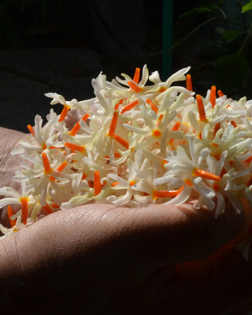 A Memory of Paradise Incense Sticks - Coral Jasmine - House of Amayra - 12 Sticks